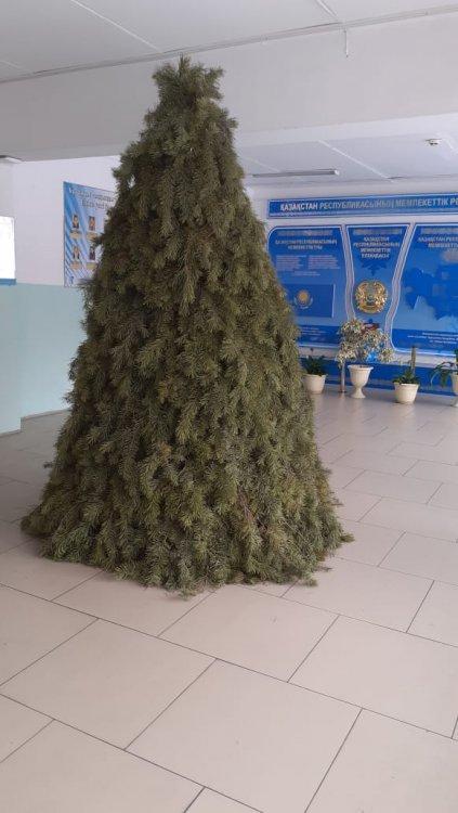 "Жаңа жыл-2020" мерекесін тойлауға "Семей орманы" Жаңасемей бөлімшесінің демеушілігімен осымен екінші жыл қатарынан мектебімізге шырша тарту етті.